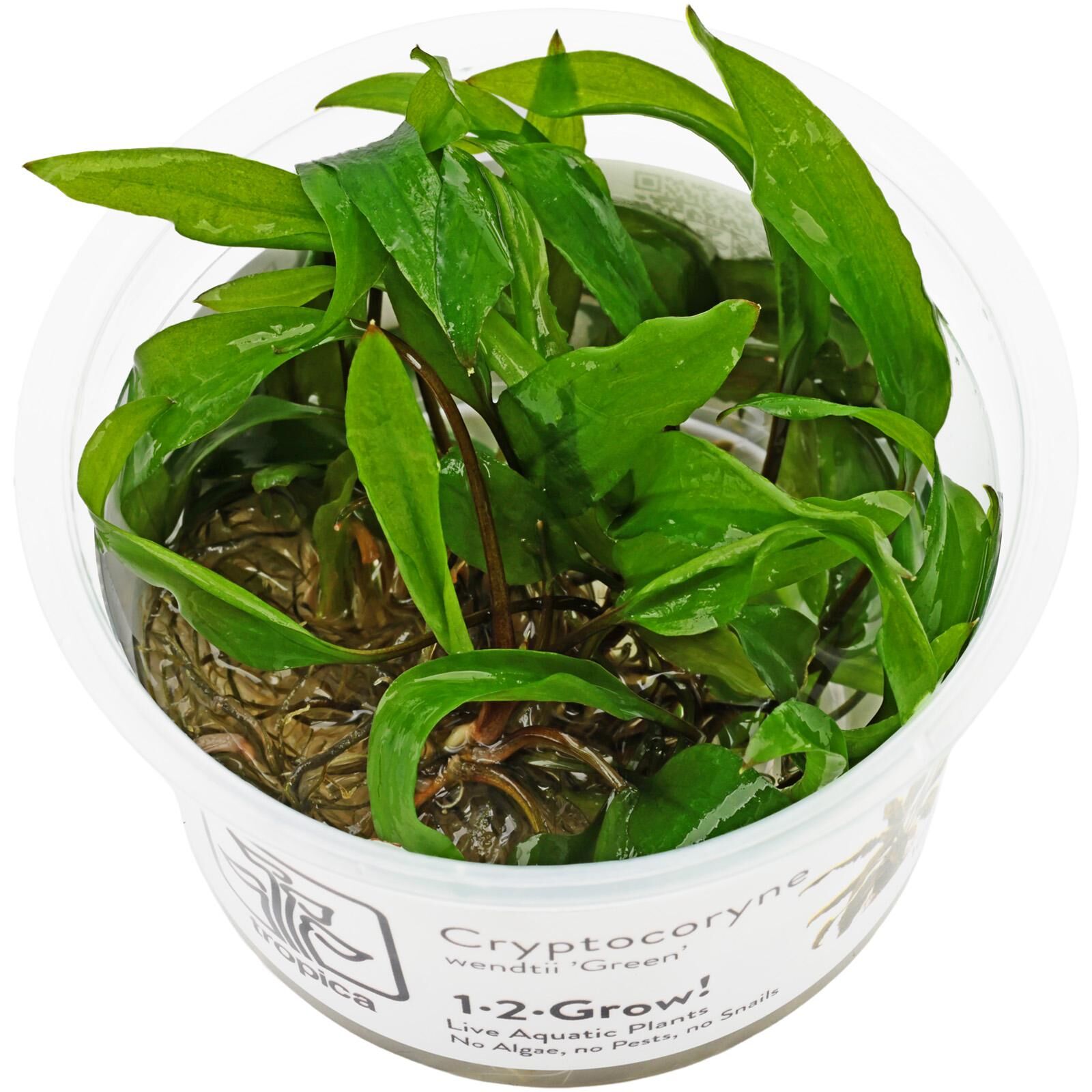 Cryptocoryne wendtii "Green"