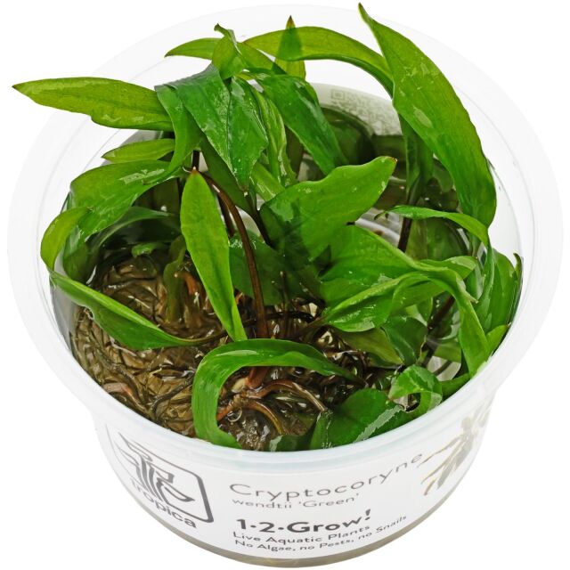 Cryptocoryne wendtii "Green"