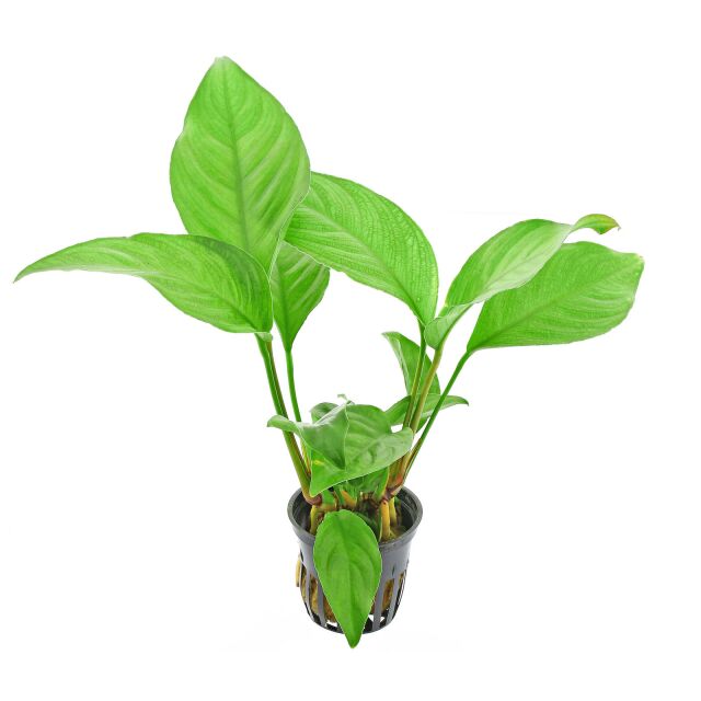 Anubias heterophylla