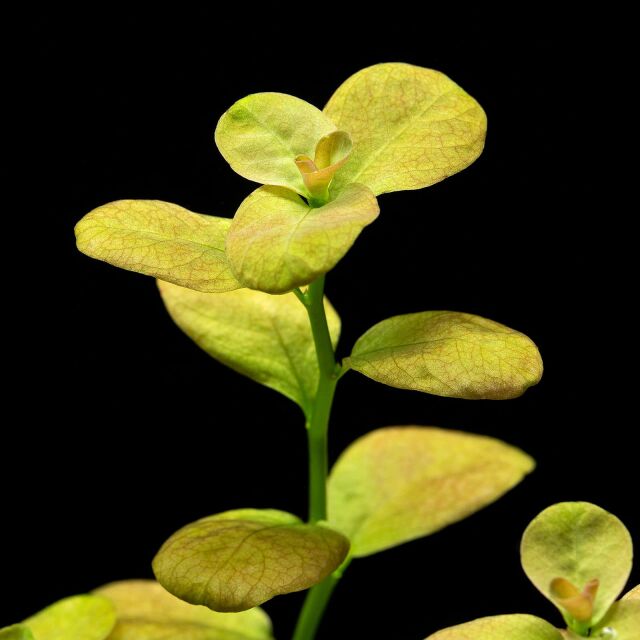 Ludwigia sp. "Marilia"