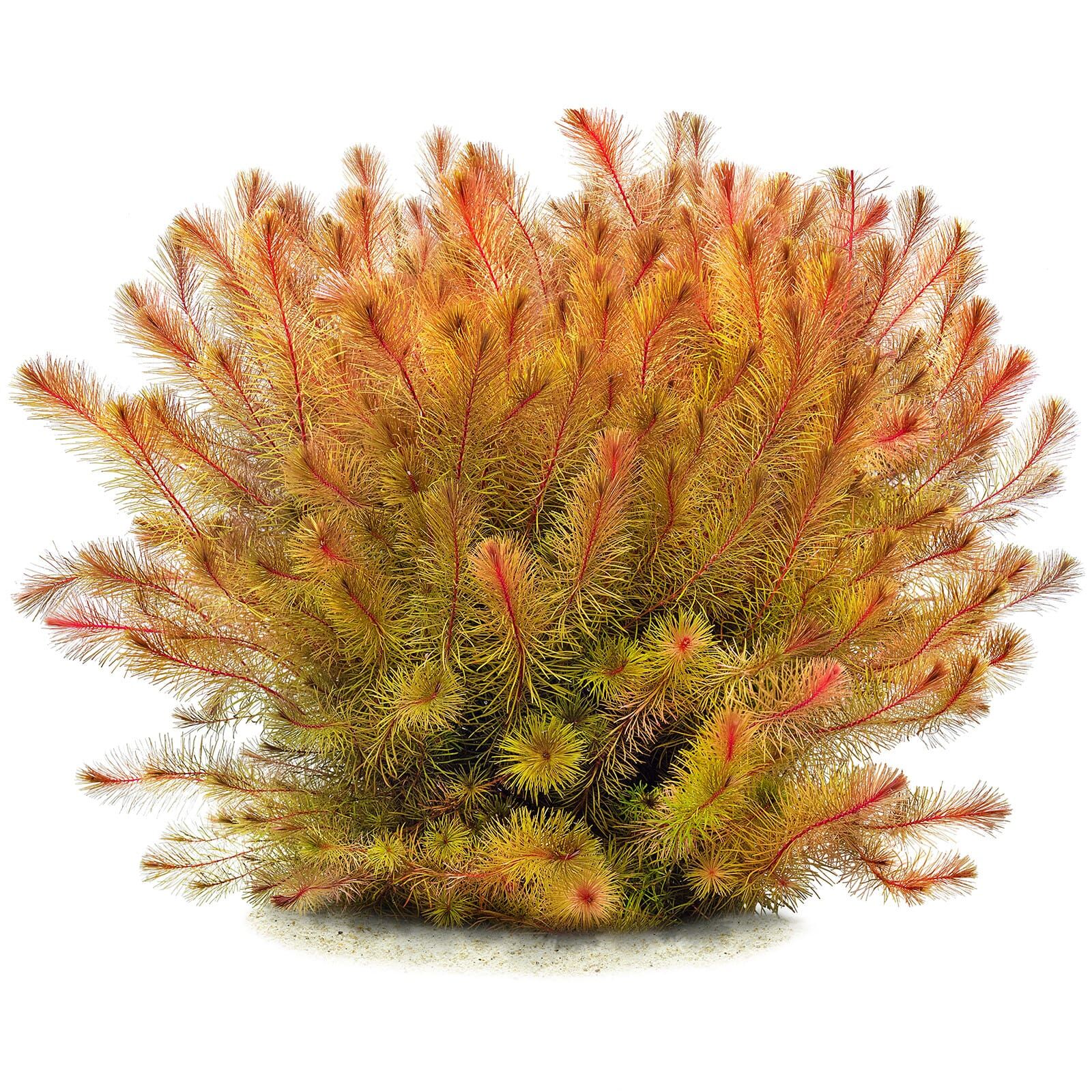 Rotala sp. "Cambodia"