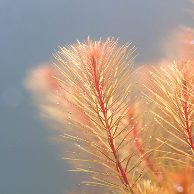 Rotala sp. "Cambodia"