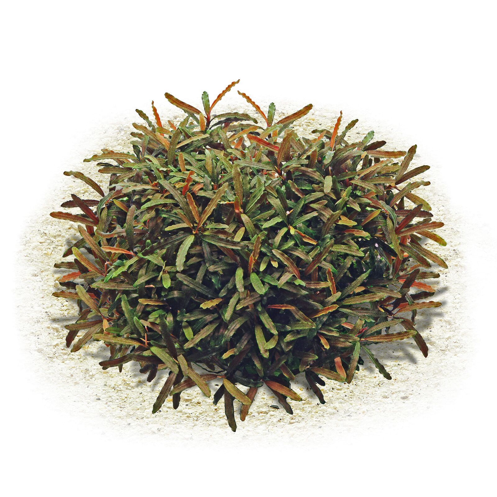 Bucephalandra sp. "Velvet Tricolor"