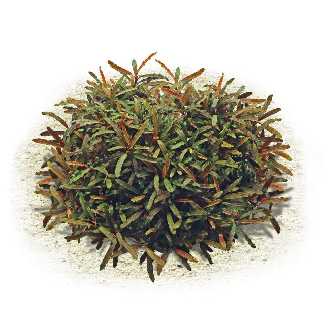 Bucephalandra sp. "Velvet Tricolor"