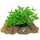 Anubias barteri var. nana Aquaflora Pangolino