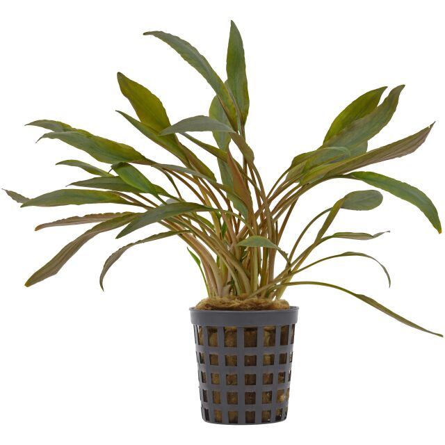 Cryptocoryne beckettii "Petchii Pink"