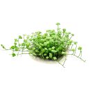 Hydrocotyle sibthorpioides Variegata