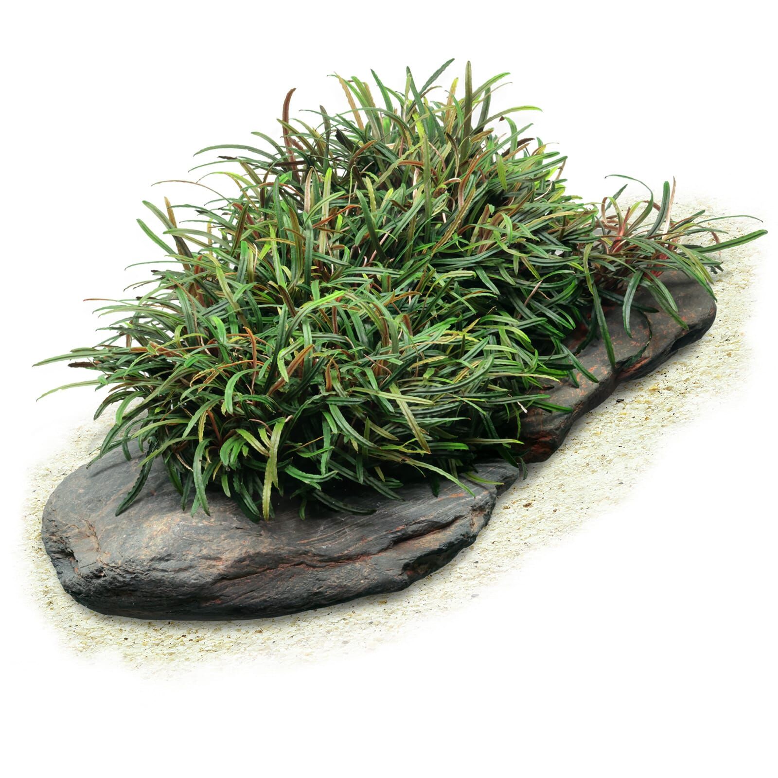 Bucephalandra filiformis