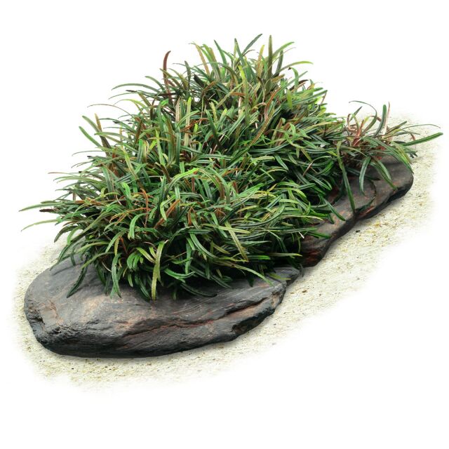 Bucephalandra filiformis