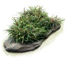 Bucephalandra filiformis