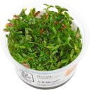 Rotala rotundifolia "Gia Lai" / "HRa"...