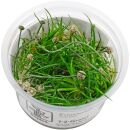 Eriocaulon cinereum - 1-2-GROW!