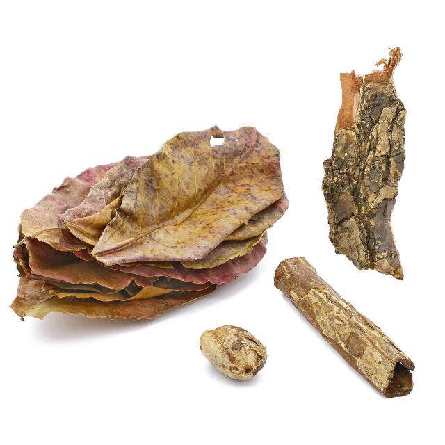 Seemandelbaum-Set