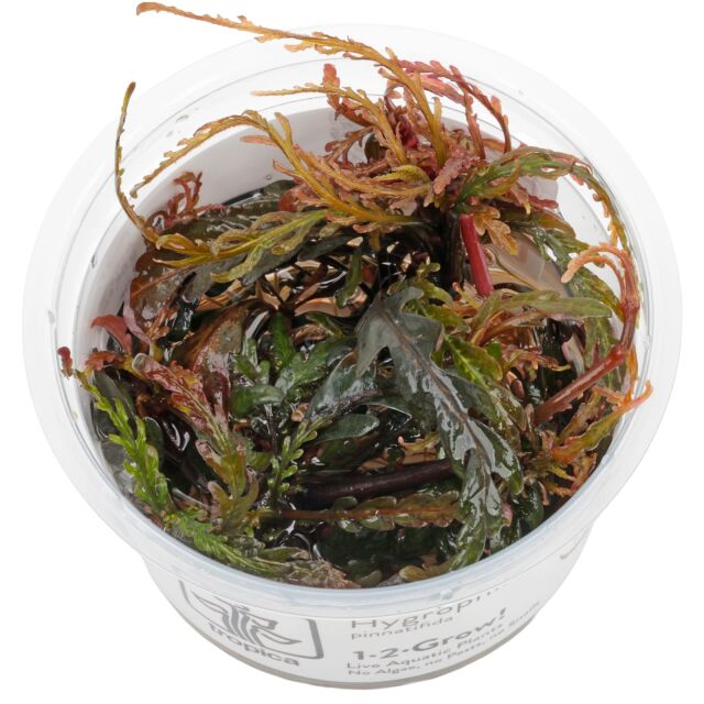 Hygrophila pinnatifida