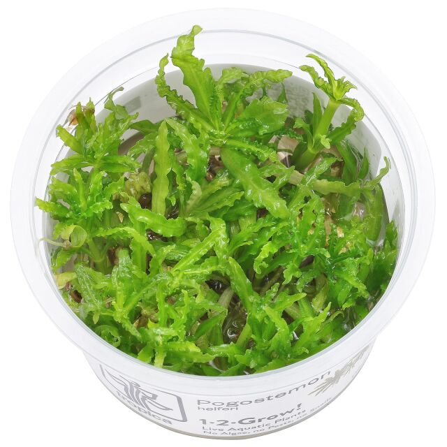 Pogostemon helferi