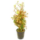 Rotala rotundifolia 'Orange Juice' - Topf