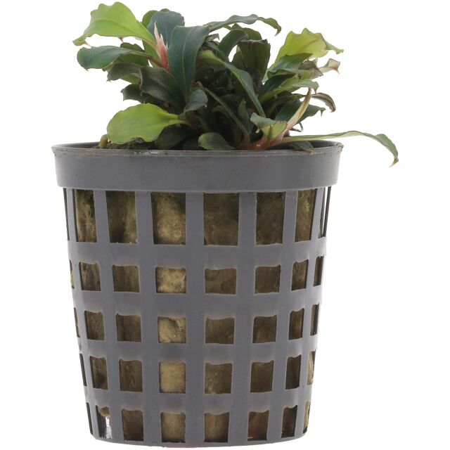 Bucephalandra sp. "Red" - Pot