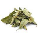 Horse Chestnut Leaves - Green