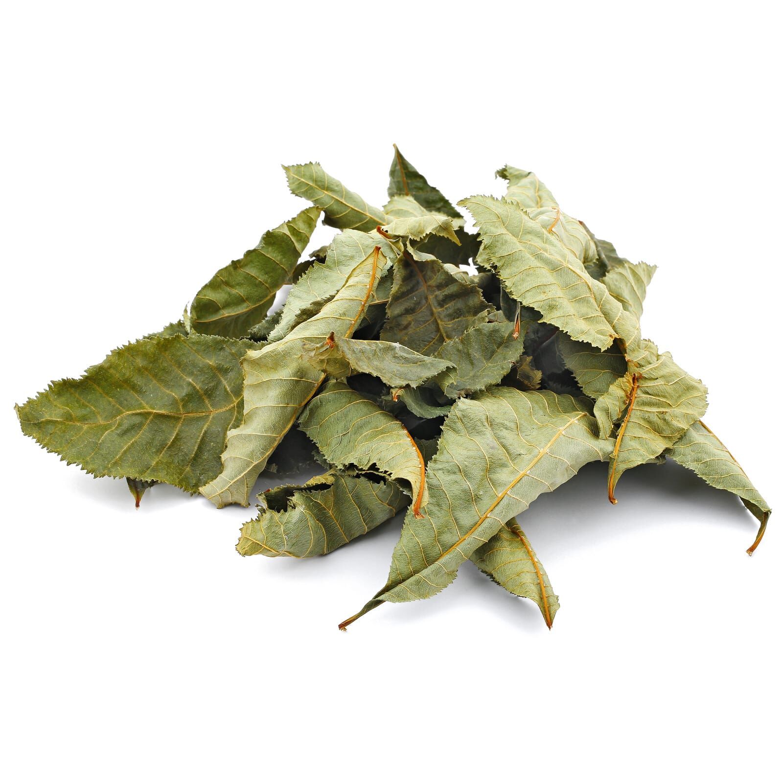 Horse Chestnut Leaves - Green