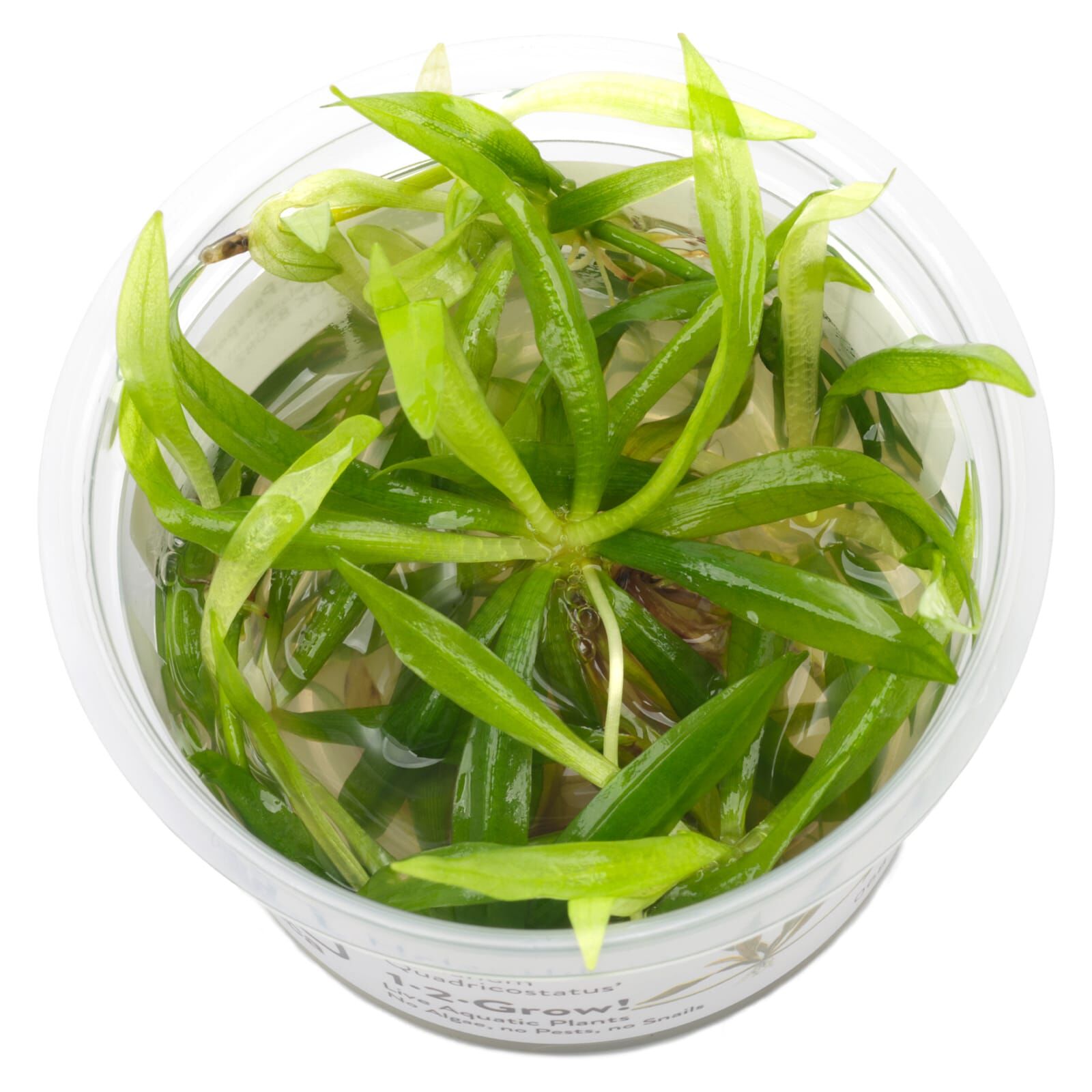 Helanthium bolivianum "quadricostatus"