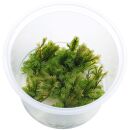 Fissidens nobilis