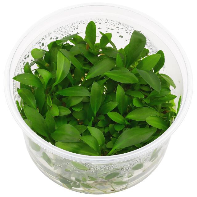 Anubias afzelii ("congensis")