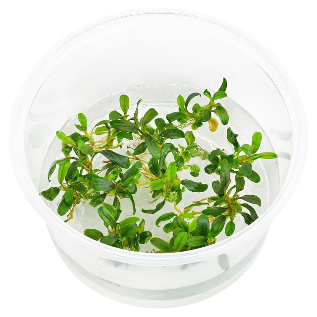 Bucephalandra sp. "Mini Needle Leaf"