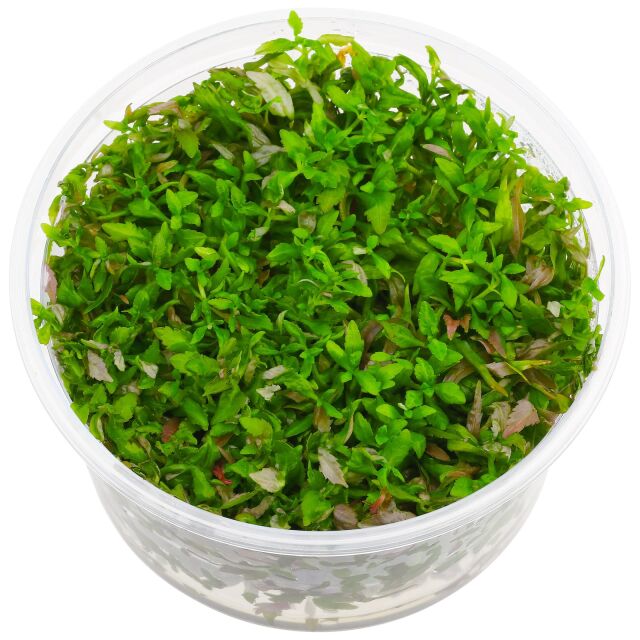 Pogostemon stellatus "Broad Leaf"