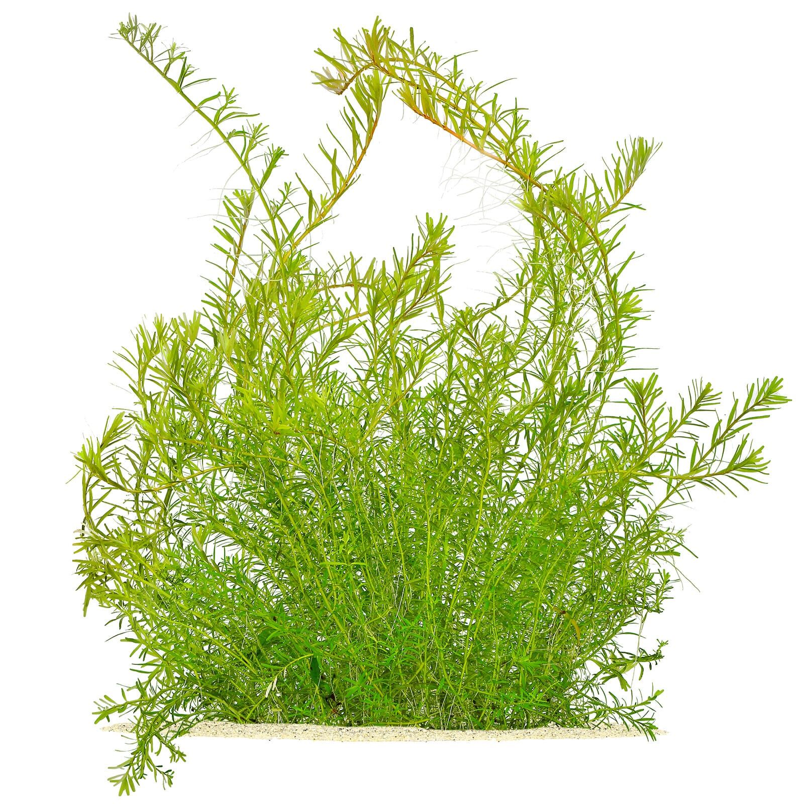 Rotala rotundifolia "Periya"