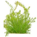 Rotala rotundifolia "Periya"