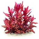 Alternanthera reineckii Cardinalis