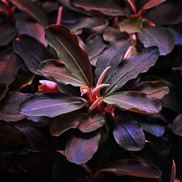 Bucephalandra sp. "Theia"