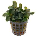 Bucephalandra sp. "Theia" - Topf