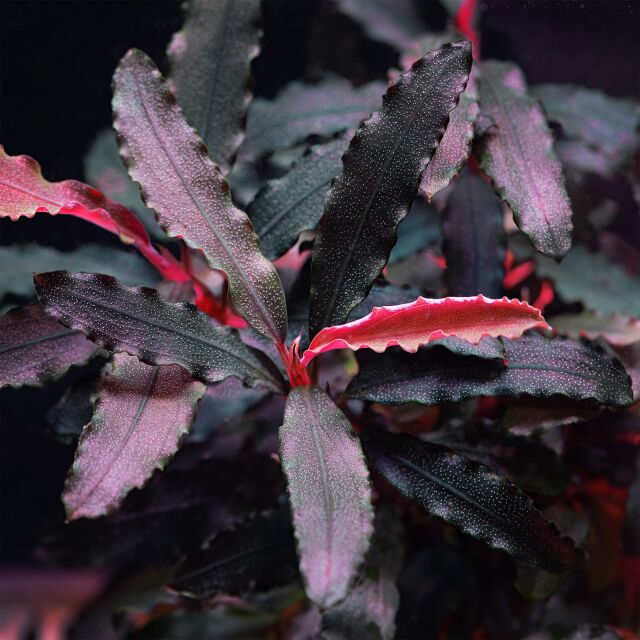 Bucephalandra sp. "Biblis"