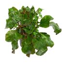 Lobelia cardinalis Wavy - Topf