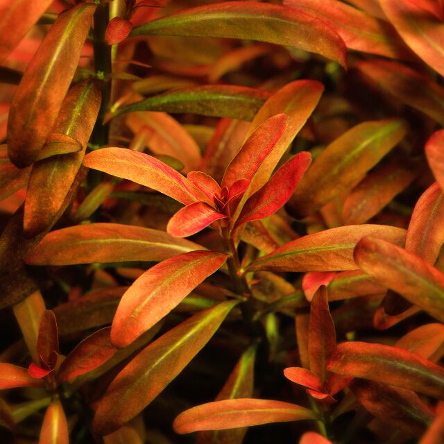 Rotala ramosior "Sunset"