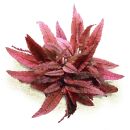 Cryptocoryne wendtii Flamingo (Pink Panther)