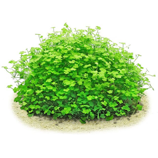 in-vitro plant
