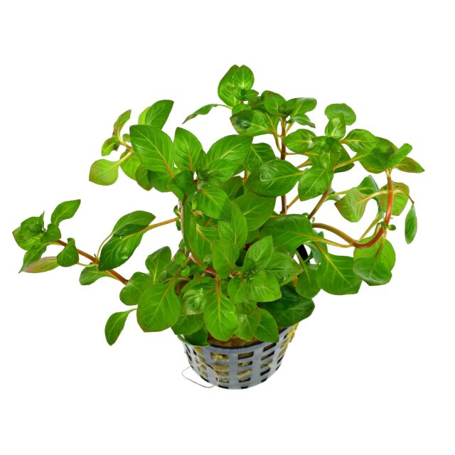 Ludwigia palustris "Red"