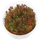 Rotala macrandra Butterfly