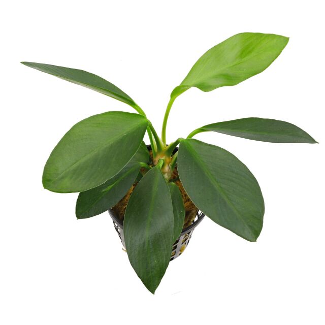 Anubias afzelii ("congensis")