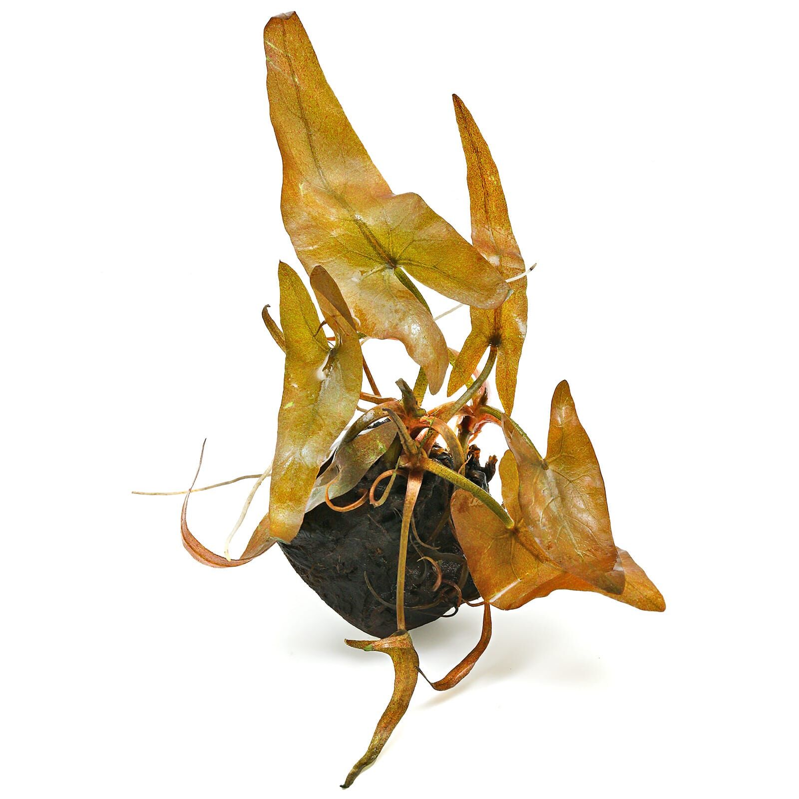 Nymphaea rubra