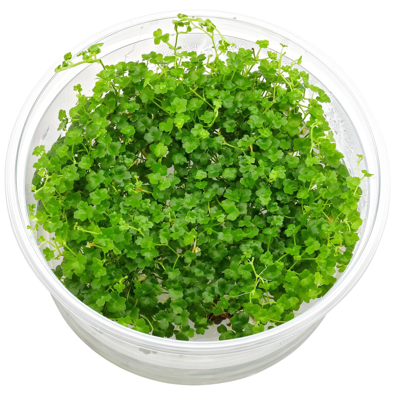 Hydrocotyle tripartita "Mini"