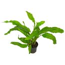 Microsorum pteropus "Latifolius" - Topf