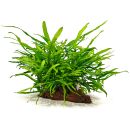 Microsorum pteropus Trident Large