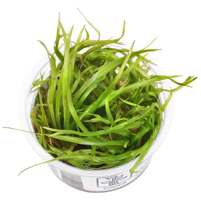 <b>Blyxa japonica  Japanese rush</b>