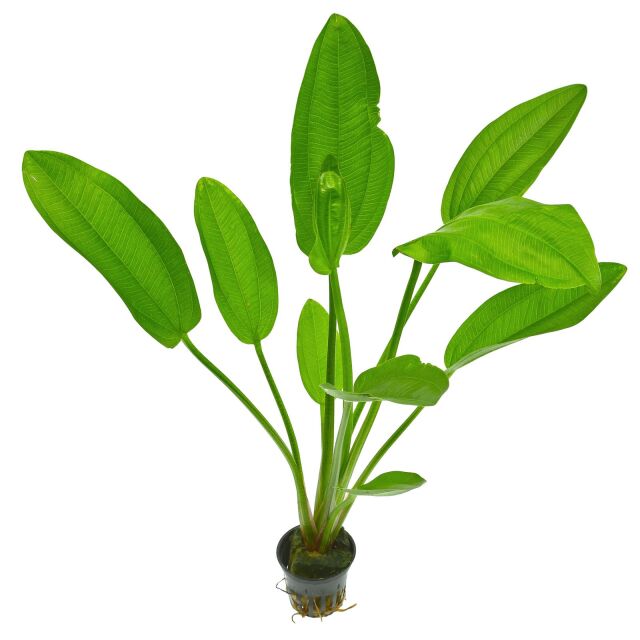 Echinodorus cordifolius "Fluitans"