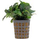 Bucephalandra sp. "Theia Green" - Topf