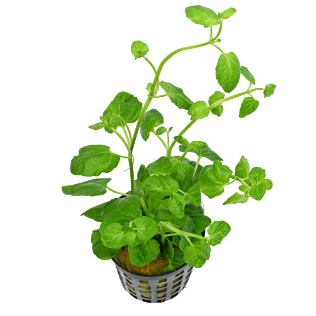 Clinopodium brownei
