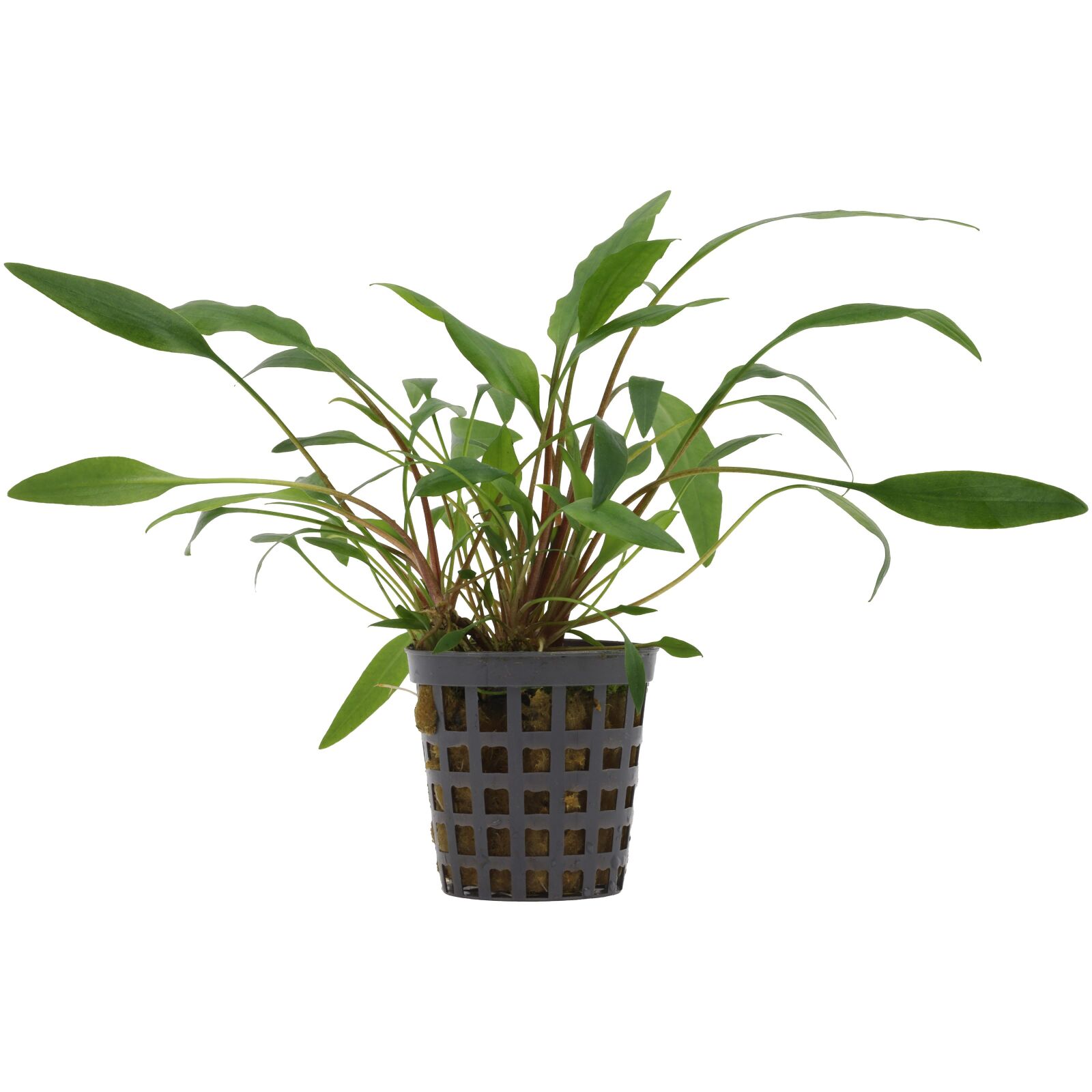 Cryptocoryne undulata 'Green'